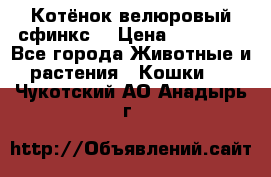 Котёнок велюровый сфинкс. › Цена ­ 15 000 - Все города Животные и растения » Кошки   . Чукотский АО,Анадырь г.